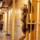 Illustration for article titled Epstein Guards Placed On Disciplinary Leave For Allowing Selves To Be Distracted By Mischievous Monkey That Stole Key Ring